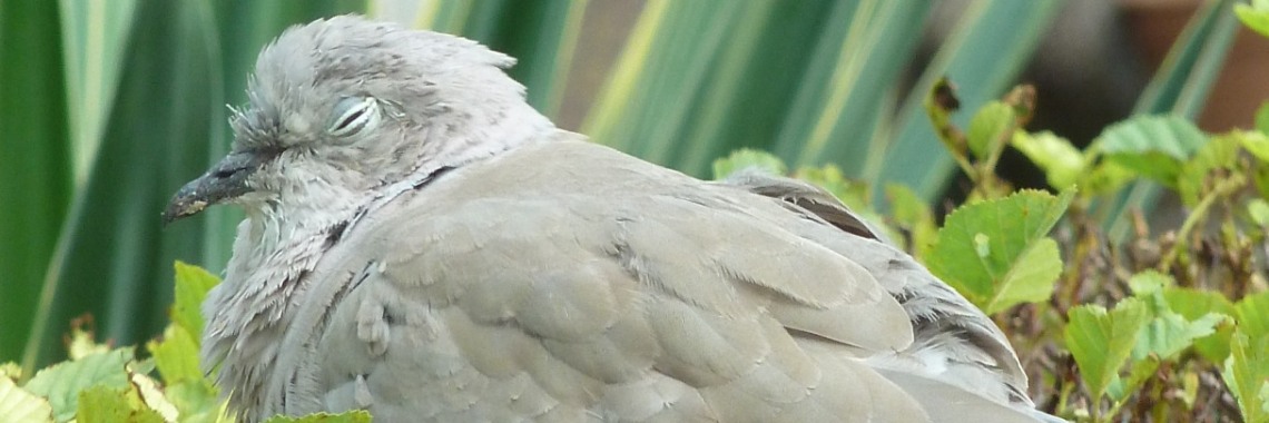 Slapend Duifje op tuinhekje | Wieke