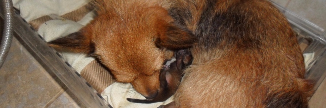 Ella en haar puppy's | Diana-01