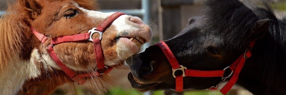 vrienden voor het leven | Diana-01