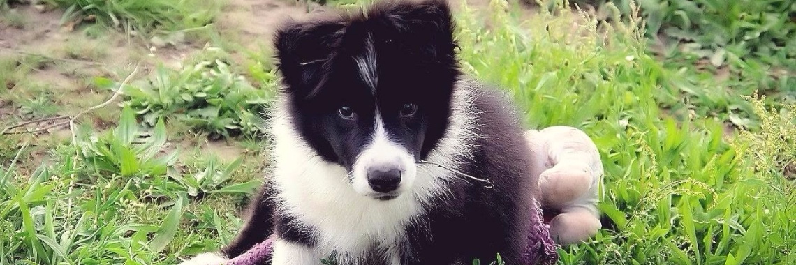 Welkom Simon Quinten Tarantino | Patricia Poppe