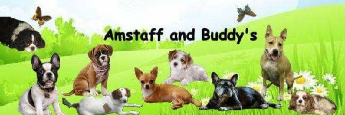 Amstaff And Buddy's Zoeken Vrijwilligers. | Corry van den Brande