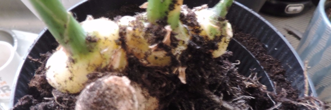 Gember kweken | Corry van den Brande