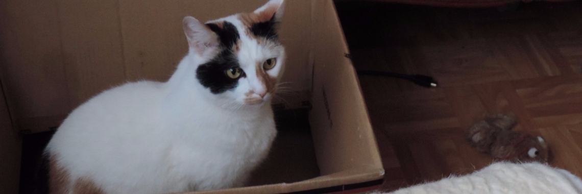 Inzameling Dierenmateriaal En Voeding | Corry van den Brande