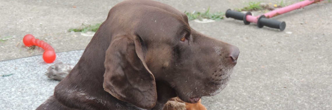 Poezewoef Visiting Zoofoodbank North-limburg | Corry van den Brande