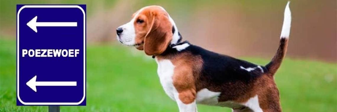 Poezewoef Zoekt ......? Wie Kan Ons Helpen? | Corry van den Brande