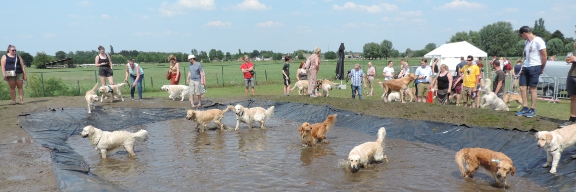 Wereldrecord Golden Retriever En Poezewoef | Corry van den Brande