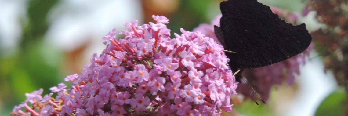 wow wat een grote tarantula | Corry van den Brande