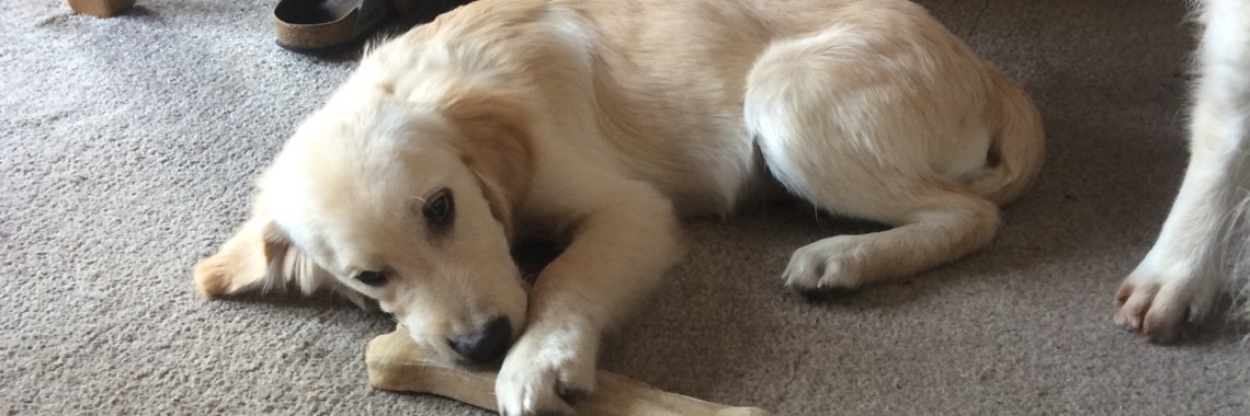 Puppy streken | Michelle IRL