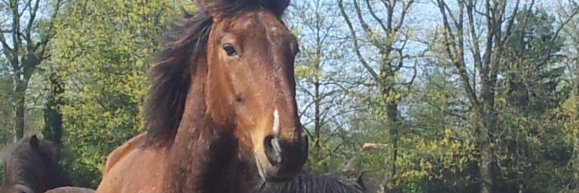 De Tijger Ontwaakt | Beyond Healing Herd