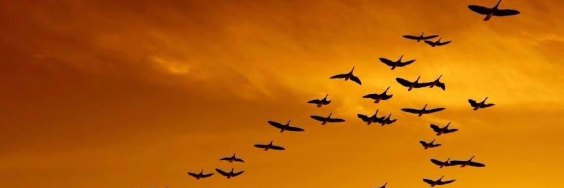 Een nieuw begin.... | Beyond Healing Herd