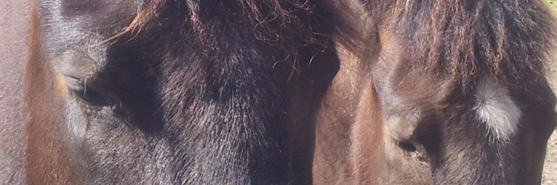 Koekoeksjong  | Beyond Healing Herd