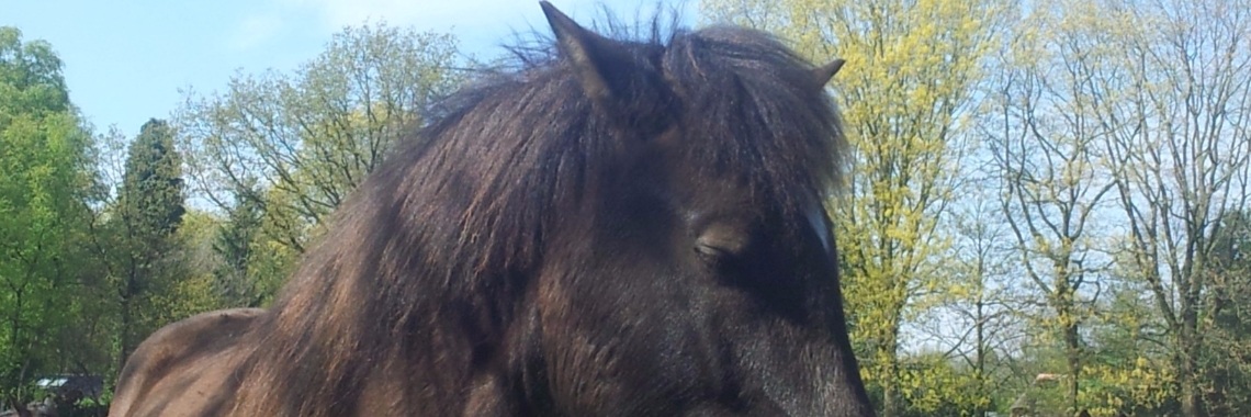 May the Horse be with you | Beyond Healing Herd