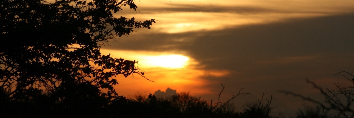 &vogels en vissen | Grace&