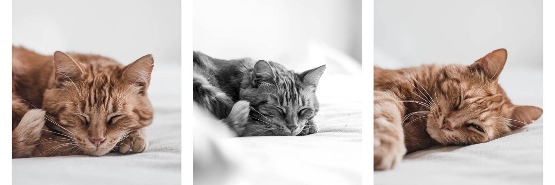 Yoorsnovember - Day 6 Pose | EnyaMona