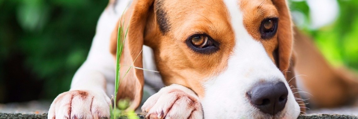 Ben je altijd al benieuwd geweest wat jouw hond wil zeggen? Binnenkort kun je het weten! | Lifestyle Over Luxury