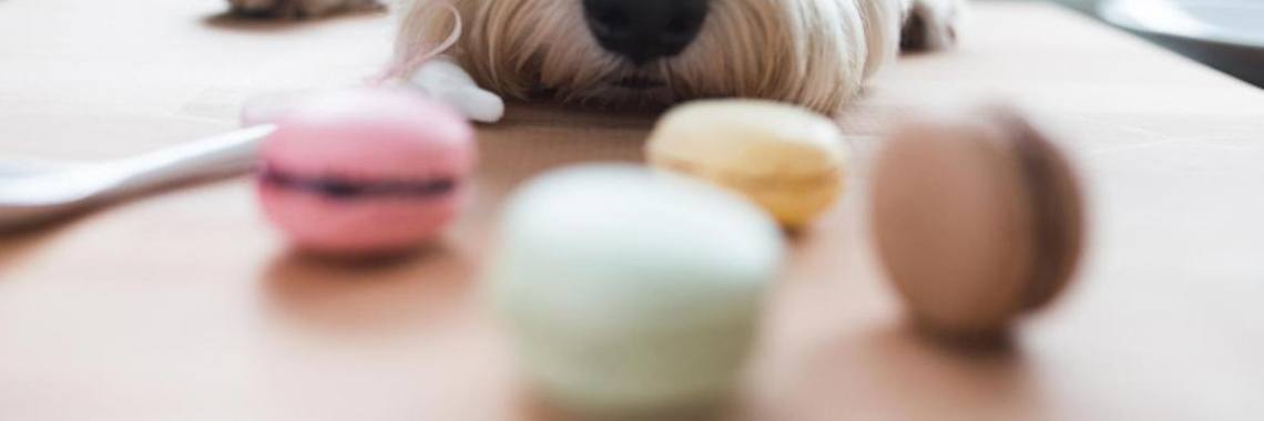Yoghurt pindakaas honden snoepje | Jill Blogt