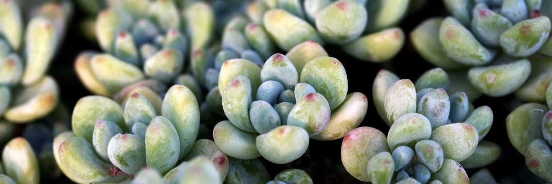 FREE Crochet Pattern - Cacti & Succulents (part 2) | Tante Koek