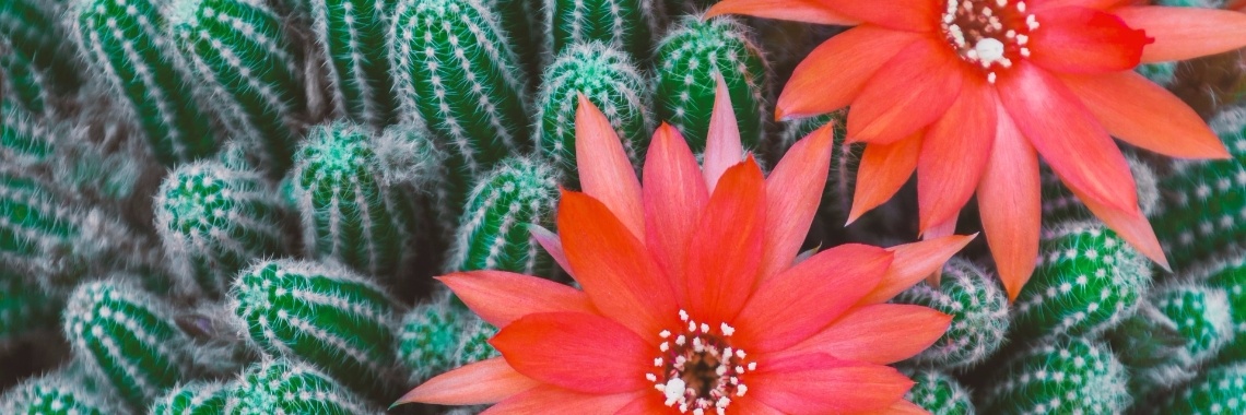 FREE Crochet Pattern - Cacti & Succulents (part 3) | Tante Koek