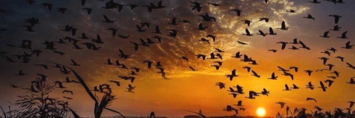 Dancers of the Sky | Annelies