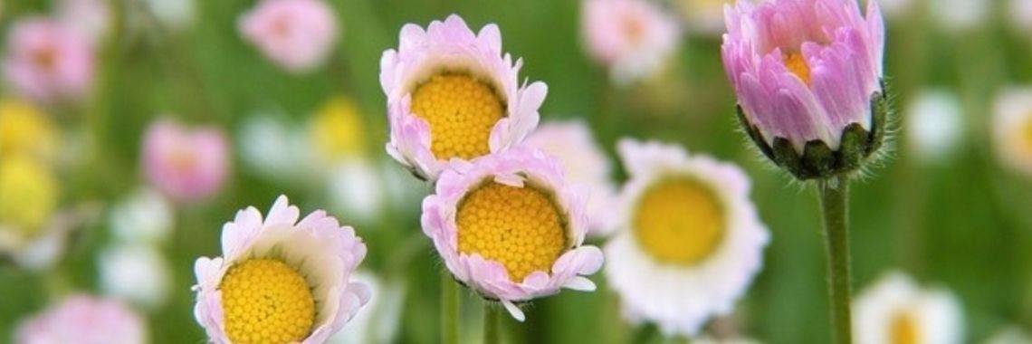 De gemakkelijke weg | Annelies