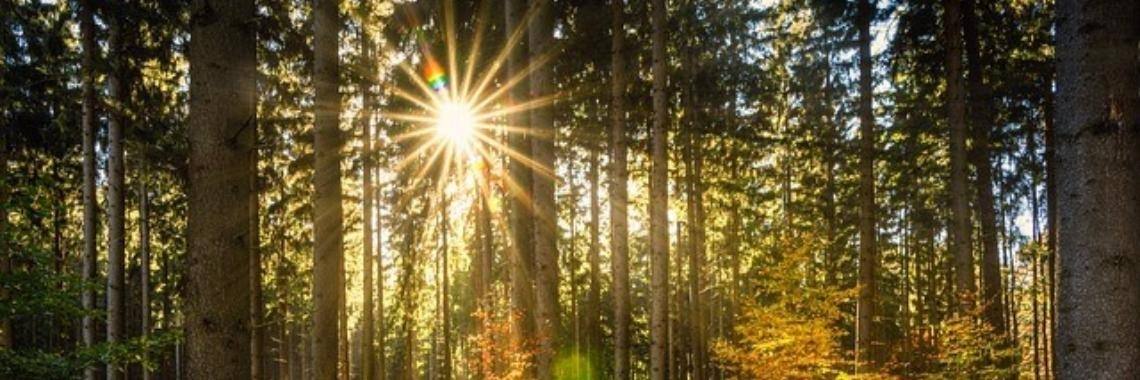 Forest of Mysteries | Annelies