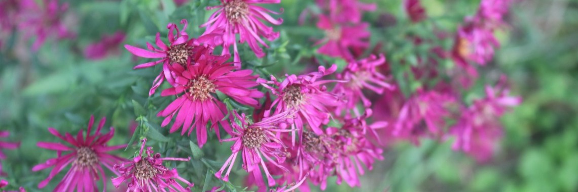 Planten en verplanten | Annelies