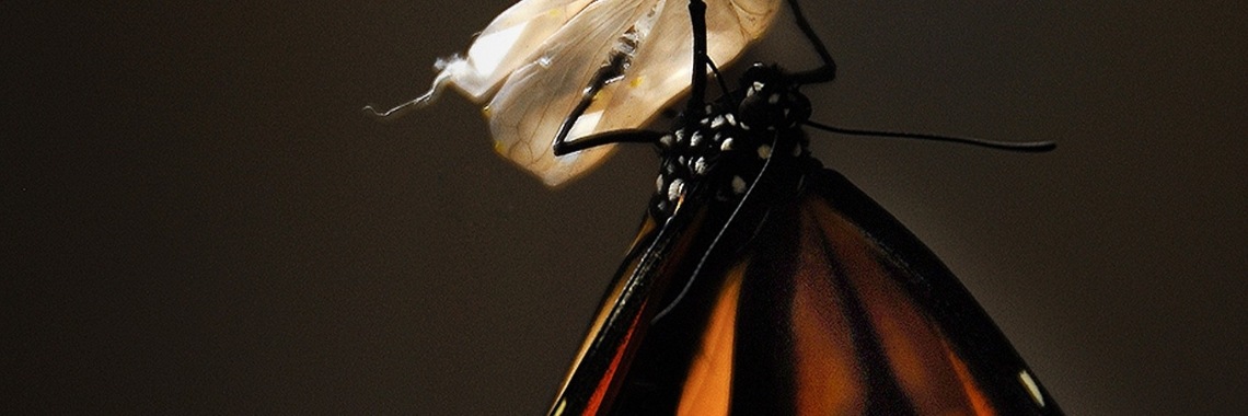 Transformatie | Annelies