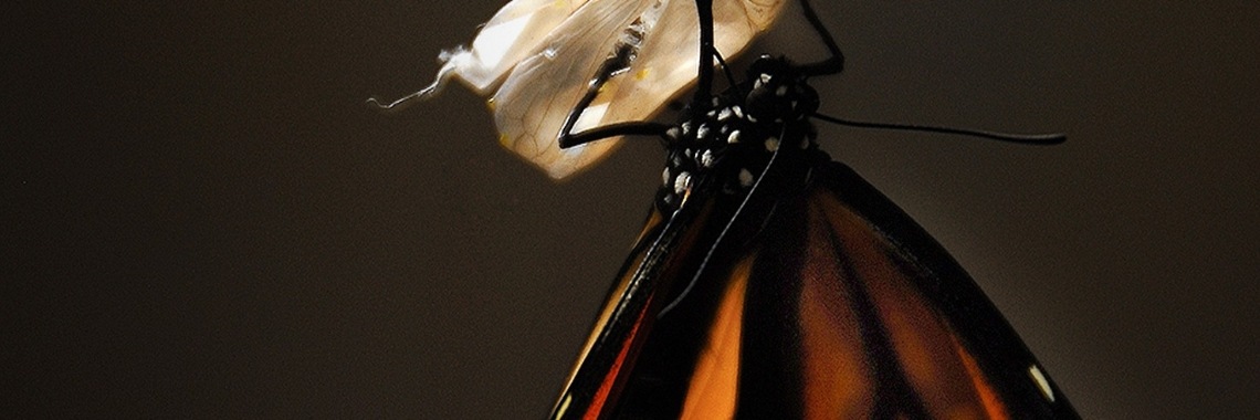 Transformation | Annelies