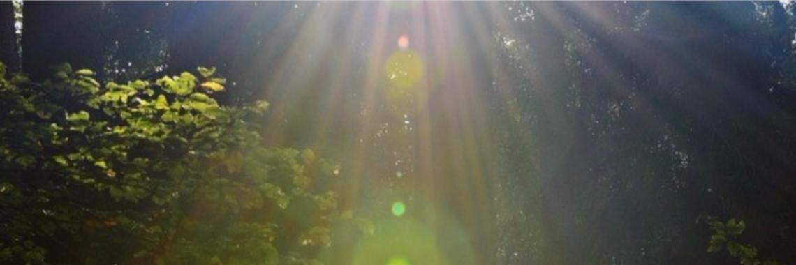 Vind in alles het licht | Annelies