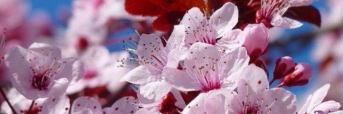 Waarheid en Vrede | Annelies