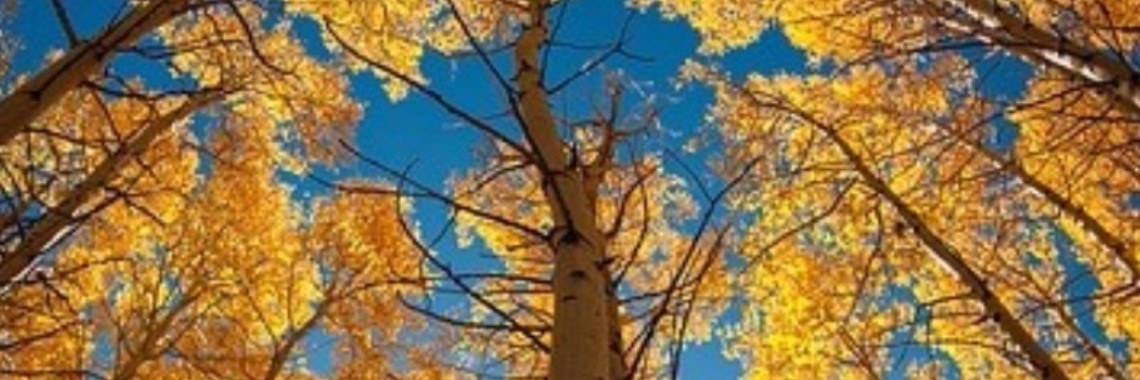 We zullen niet verslagen worden | Annelies