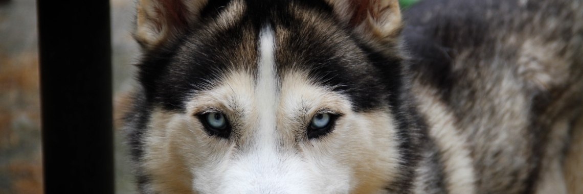 Hobby fotografie: dieren | SvW