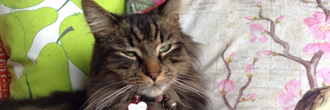 Cats and spiders and books, o my! | lynn.vanpuyenbroeck