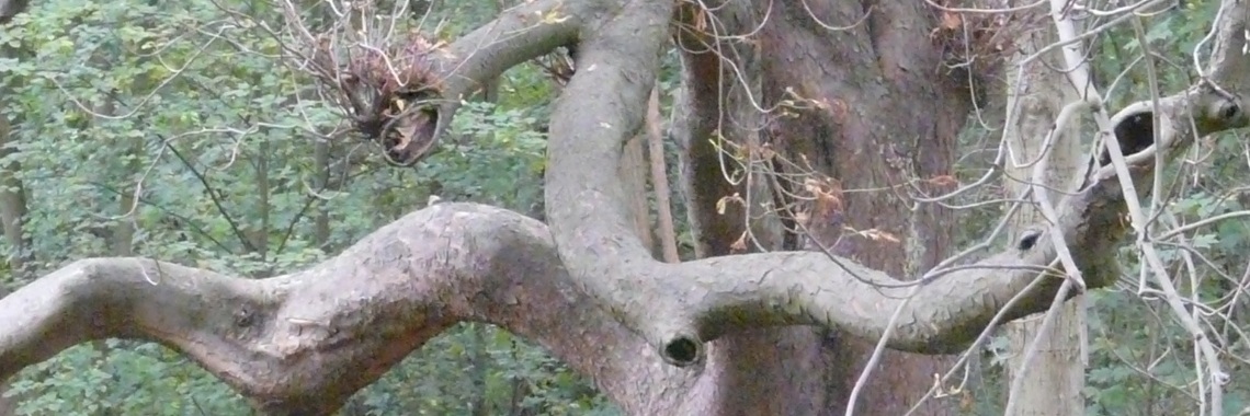 2004-547       Oude bomen. | Ries van Meerten