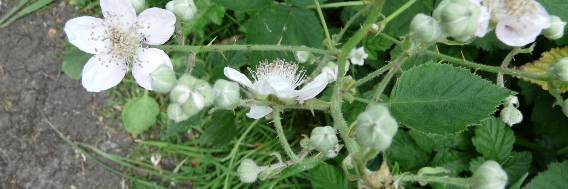 297     Hoe werkt genezing, lichamelijk of geestelijk? | Ries van Meerten