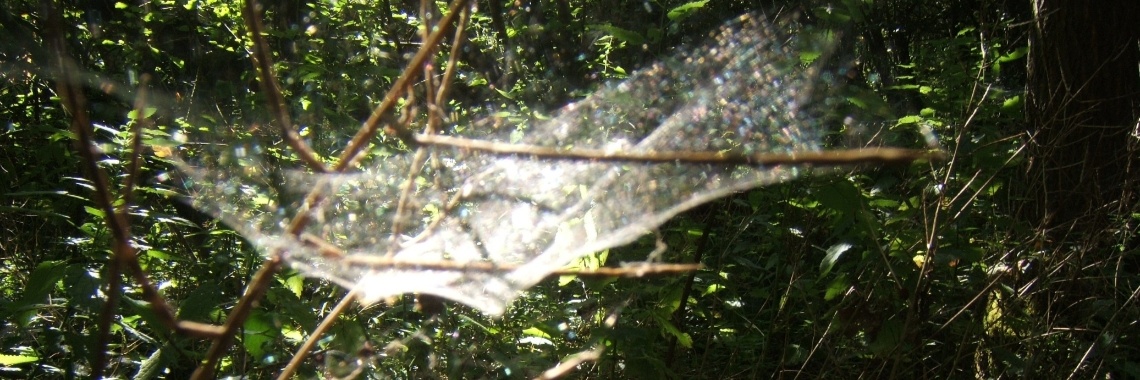 299     Hoe leef jij je leven? | Ries van Meerten