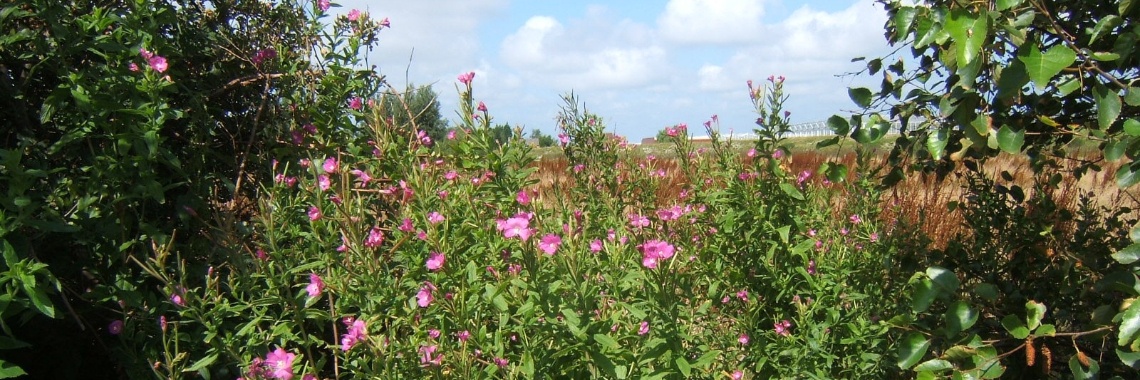 302     Beter worden of echt genezen? | Ries van Meerten