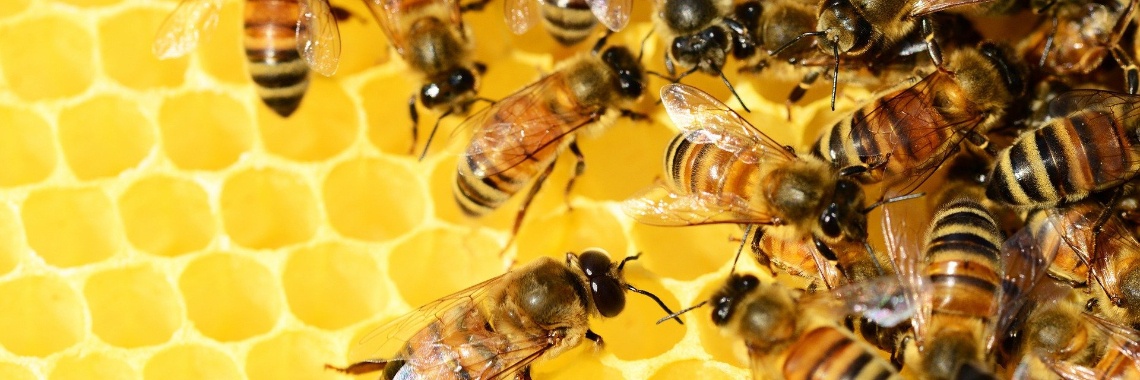 Bee-washing (o.a. bijenhotels) gaan de bijensterfte niet oplossen | Hans