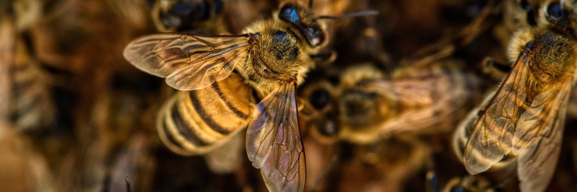 Bijen gebruiken buffelmest als wapen tegen Hoornaars | Hans