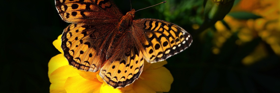 Biodiversiteit - Boerenland | Hans