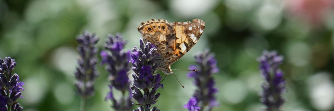 Biodiversiteit in 2 pagina's samengevat | Hans