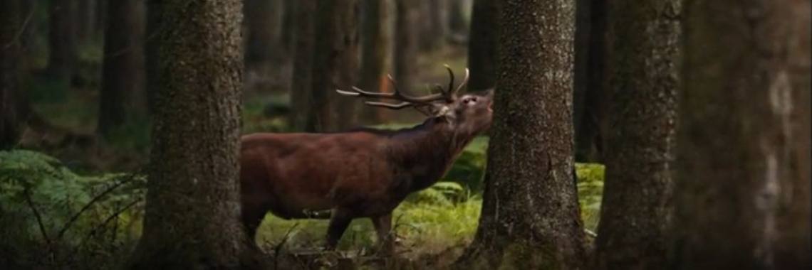 Nature with our southern neighbors | Hans