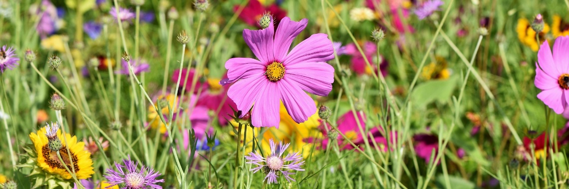 De Wilde Tuin, meedoen ook zonder tuin? | Hans