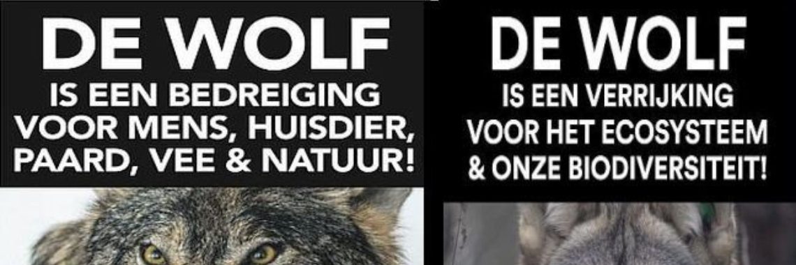Dilemma: Moet de wolf blijven of weg uit Nederland | Hans