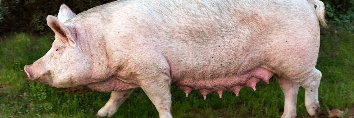 Help de varkens! De veeteelt in Nederland is doodziek! | Hans