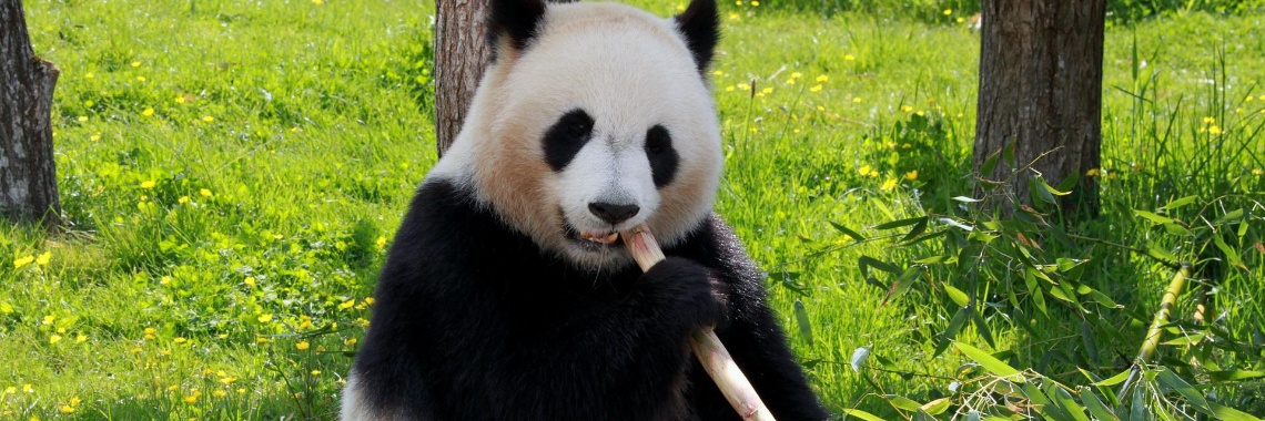 It remains a special animal! | Hans