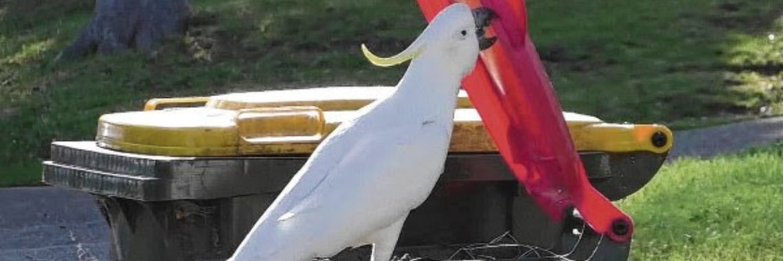 Cockatoos teach each other to open containers | Hans