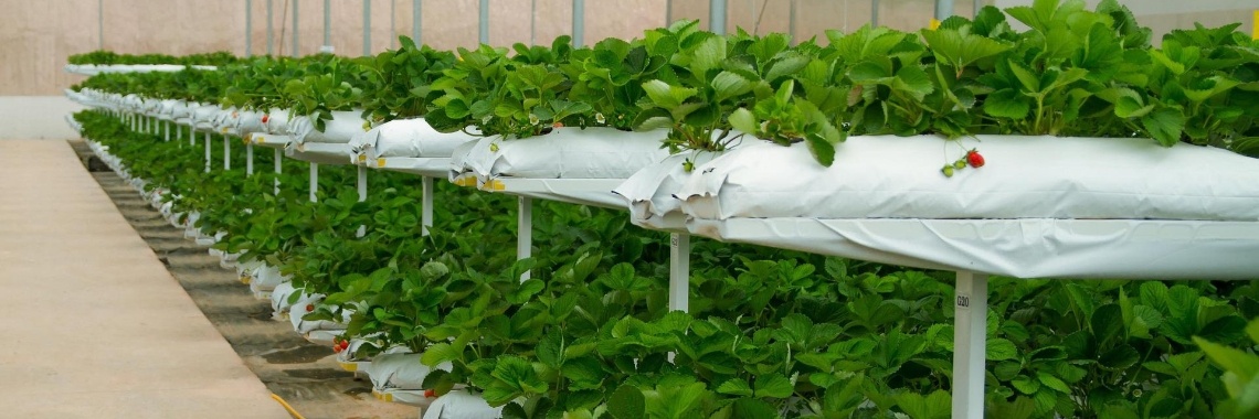 Oekrainse vluchtelingen uitgebuit in het Westland | Hans