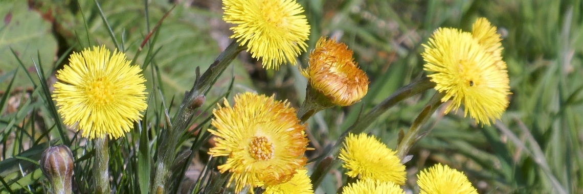 Onkruid bestaat niet - Stoepplantjes | Hans