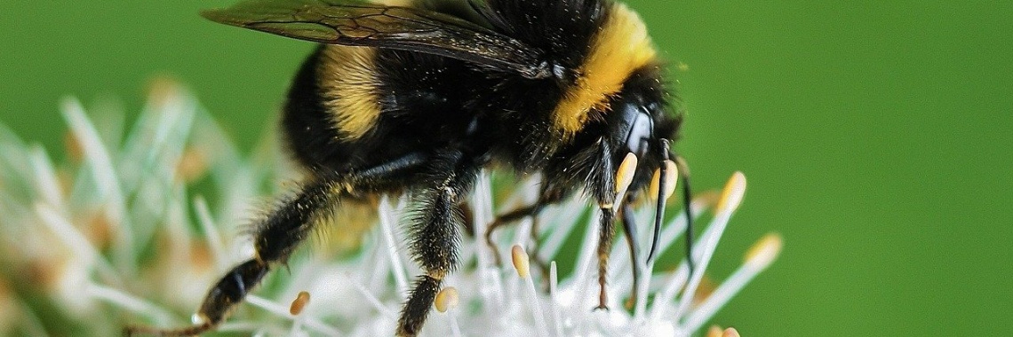 Onkruidverdelger Roundup doodt ook hommels | Hans